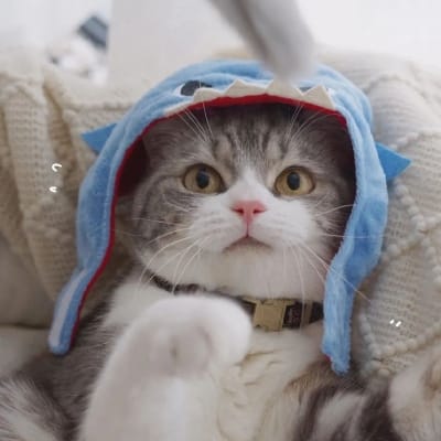 Phạm Ngọc Thạch avatar