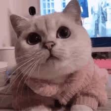 Nguyễn Thu Thảo avatar